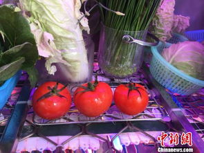 广东普宁创客发明 植物工厂 可降解农产品残留农药